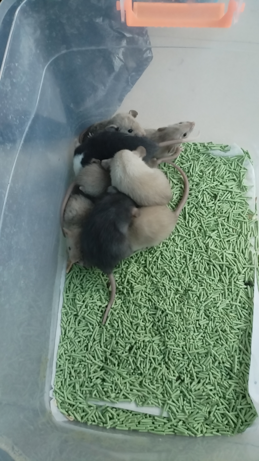 花枝鼠宝宝可爱亲人